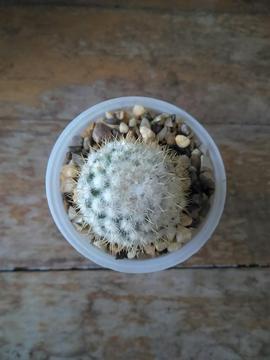 Venta de Cactus