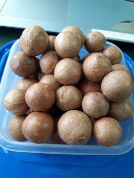 vendo 50 semillas de nuex de macadamia