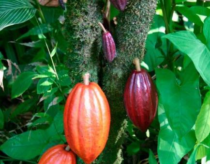 Cacao Theobroma Cacao Planta De 90 Cm