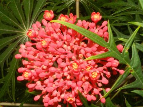 Flor De Coral Jatropha Multifida Planta Ornamental de 80 Cm