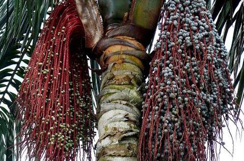 Milpesos Oenocarpus Bataua Var. Bataua Planta 40 Cm