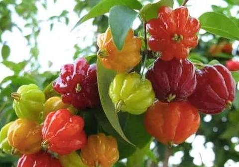 Pitanga Surinam Cherry Eugenia Uniflora Planta de 80 Cm