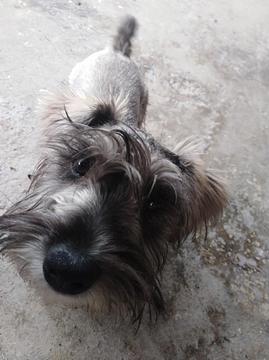 Vendo Perrita Snahuser de 6 Meses