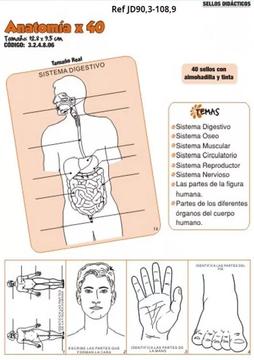 Sellos didácticos Anatomía x 40