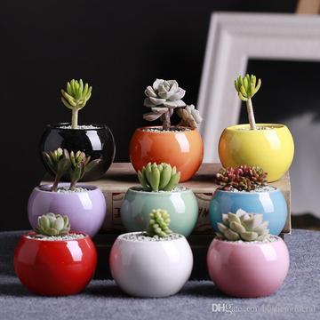 cactus, suculentas en matera cerámica recordatorios