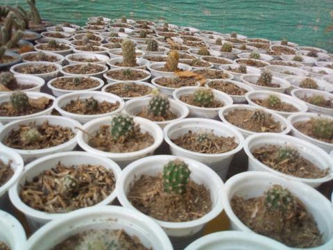 Cactus Y Suculentas Terrarios