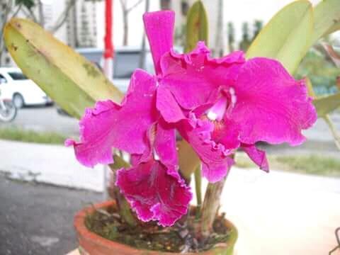 Orquideas hybridas adultas de varios colores a buen precio