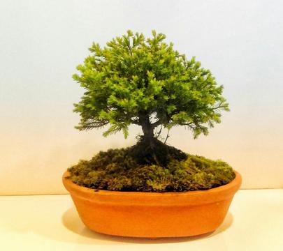 Bonsai Pino Miniatura