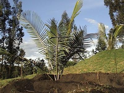 PALMERAS DE CERA, PALMAS ROBELINAS, SIKAS, BOAS y ÁRBOLES NATIVOS EN