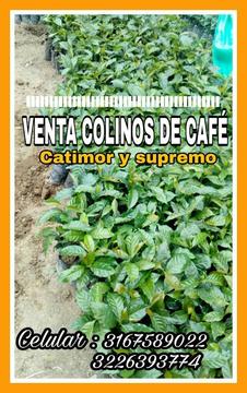 Venta Colinos de Cafe