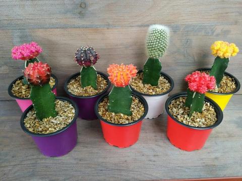 Hermosos Cactus Coreanos 20.000 Unidad