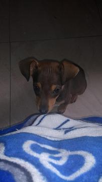 Se Vende Perrita Pincher