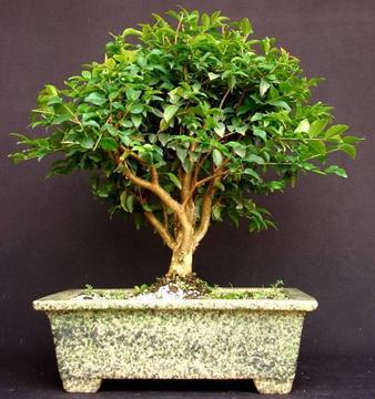 bonsai de jaboticaba