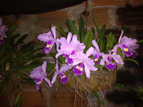 Retoños Orquídea Cattleya, Planta, Brote