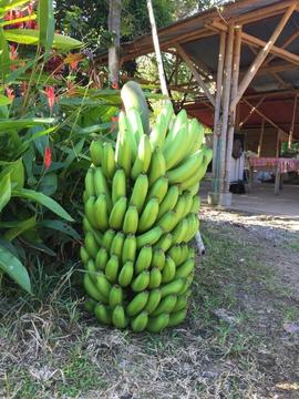 Semilla de Banano