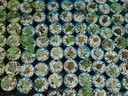 Recordatios en matera plástica de colores con plantas suculentas y cactus