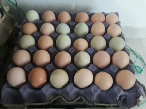 Vanta de Huevos Criollos