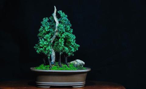 Bonsai composición pino estrella