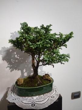 Bonsai Pinos