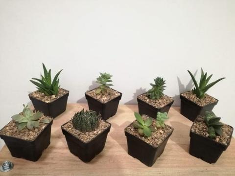 Suculentas Y Cactus