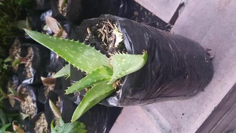 Planta de Aloe