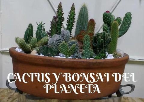 MINI JARDINES CON PLANTAS SUCULENTAS EN BTA