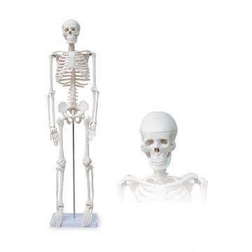 Esqueleto Humano Articulado Didáctico