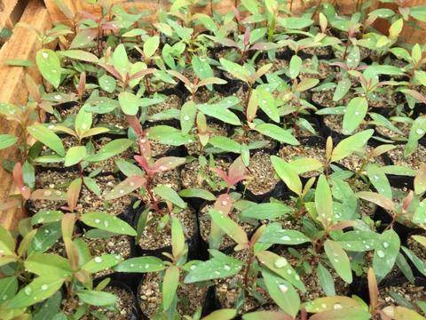 venta de plantulas eucalyptus grandis