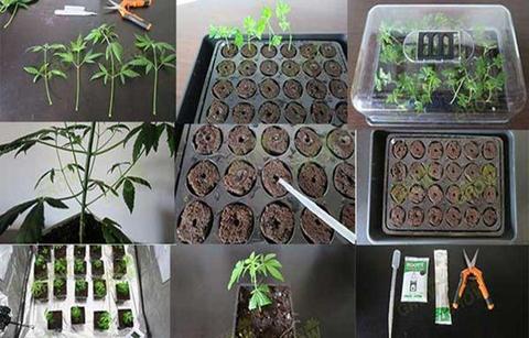 Bandejas de germinación especializadas para cannabis o cultivos de plantas medicinales