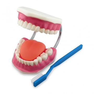 Modelo Dental Boca Didáctica Lúdica Aprendizaje Odontologia