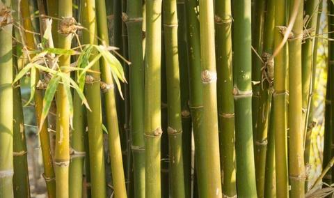 bambu argemiro duque