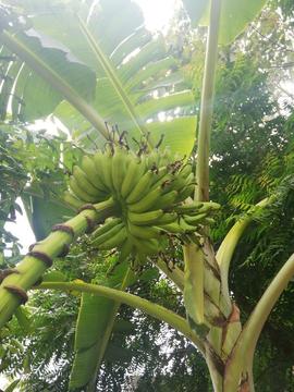 Venta de Plantas de Banano Manzano