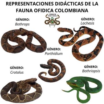 Serpientes (representación Didactica)