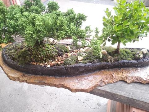 Bonsai Naturales