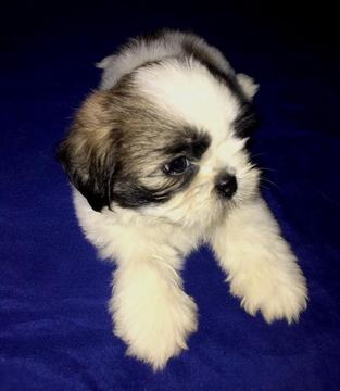 shih Tzu