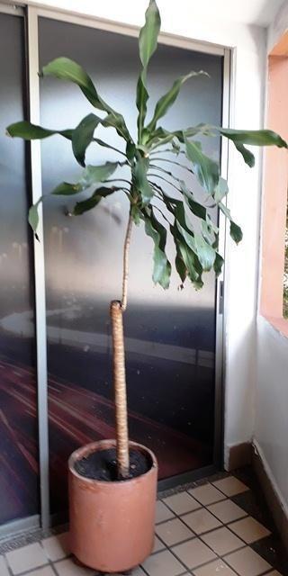 linda Dracenia con matera y base