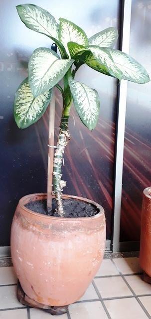 Hermosa Planta Deffenbachia con matera y base