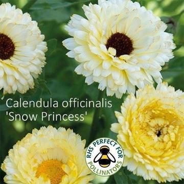 Calendula blanca Snow Princess semillas