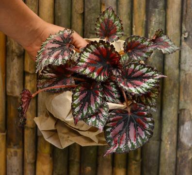 Planta Begonia Rex