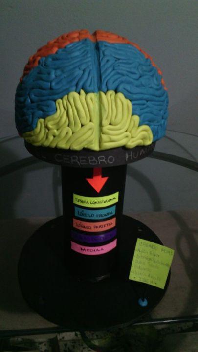 cerebro humano