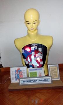 maqueta estructura corazón