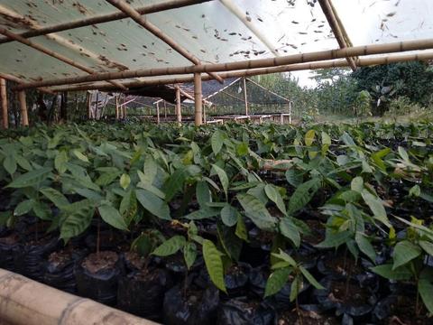 Plantulas de Cacao Fino Y de Aroma