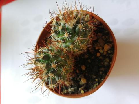 Cactus de Coleccion