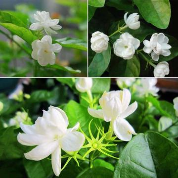 Ambientador natural, Decoración ornamental 20 semillas de jazmín blanco planta hogar jardín bonsai flor C617